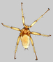 348917 Eucampsipoda madagascarensis (SMG 13131), adult female, habitus, dorsal view.